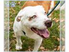 Staffordshire Bull Terrier Mix DOG FOR ADOPTION RGADN-1340870 - *CHICKEN -