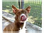 Shepradors DOG FOR ADOPTION RGADN-1340873 - ROGER - German Shepherd Dog /