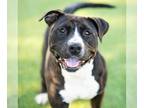 American Pit Bull Terrier Mix DOG FOR ADOPTION RGADN-1340879 - *PENNE - Pit Bull