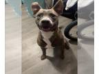 American Staffordshire Terrier DOG FOR ADOPTION RGADN-1340882 - APOLLO -