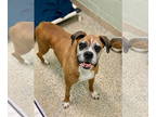 Boxer DOG FOR ADOPTION RGADN-1340900 - Viviane - Boxer Dog For Adoption