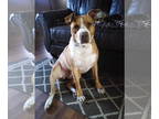 Staffordshire Bull Terrier Mix DOG FOR ADOPTION RGADN-1340907 - Karl -