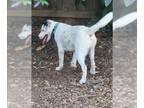 Pointer DOG FOR ADOPTION RGADN-1340914 - LUCKEY - Pointer (medium coat) Dog For