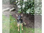 German Shepherd Dog DOG FOR ADOPTION RGADN-1340915 - Shadow - German Shepherd