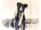 Great Dane-Labrador Retriever Mix DOG FOR ADOPTION RGADN-1340916 - LILU - Great