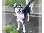 Siberian Husky Mix DOG FOR ADOPTION RGADN-1340922 - EREBUS - Siberian Husky /