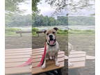 American Pit Bull Terrier Mix DOG FOR ADOPTION RGADN-1340924 - Smiley - Pit Bull