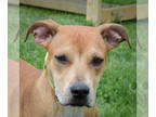 Boxer Mix DOG FOR ADOPTION RGADN-1340925 - Layla - Boxer / Yellow Labrador