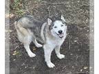 Mix DOG FOR ADOPTION RGADN-1340931 - DRAGO - Husky (medium coat) Dog For
