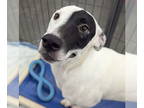 Bull Terrier Mix DOG FOR ADOPTION RGADN-1340935 - Patches - Bull Terrier / Mixed