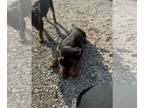 Rottweiler Mix DOG FOR ADOPTION RGADN-1340936 - A712982 - Rottweiler / Mixed