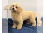 Bichon Frise Mix DOG FOR ADOPTION RGADN-1340945 - Amanda - Poodle (unknown type)