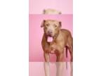 American Staffordshire Terrier DOG FOR ADOPTION RGADN-1340950 - Peanut -