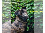 Mastiff DOG FOR ADOPTION RGADN-1340951 - Sophie - Mastiff Dog For Adoption