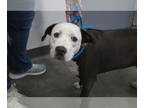 American Pit Bull Terrier Mix DOG FOR ADOPTION RGADN-1340956 - Daisy - Pit Bull