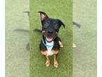 Black Mouth Cur DOG FOR ADOPTION RGADN-1340966 - DROGO - Black Mouth Cur (medium