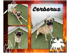 Mastiff DOG FOR ADOPTION RGADN-1340968 - CERBERUS - Mastiff (medium coat) Dog