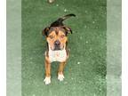 American Pit Bull Terrier Mix DOG FOR ADOPTION RGADN-1340974 - DINO - Pit Bull