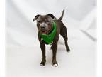 American Staffordshire Terrier DOG FOR ADOPTION RGADN-1340977 - STONEY -