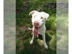 Catahoula Leopard Dog Mix DOG FOR ADOPTION RGADN-1340978 - COURTESY POST -Mandy
