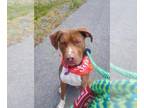 American Pit Bull Terrier DOG FOR ADOPTION RGADN-1340981 - KLEIN - Pit Bull