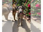 Catahoula Leopard Dog Mix DOG FOR ADOPTION RGADN-1340982 - Kumba - Catahoula