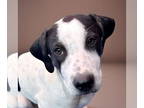 Black Mouth Cur-Plott Hound Mix DOG FOR ADOPTION RGADN-1340988 - Momma Ruby Pup