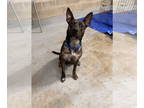 Labrador Retriever-Plott Hound Mix DOG FOR ADOPTION RGADN-1340991 - Mama Adira -