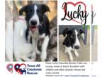 Border Collie-Great Pyrenees Mix DOG FOR ADOPTION RGADN-1340997 - Lucky - Border