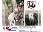 Border Collie Mix DOG FOR ADOPTION RGADN-1341000 - Loki - Border Collie / Mixed