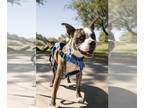 Boxer-Staffordshire Bull Terrier Mix DOG FOR ADOPTION RGADN-1341001 - SYRUS -