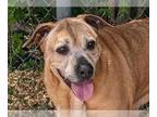 Black Mouth Cur-Labrador Retriever Mix DOG FOR ADOPTION RGADN-1341006 - Brutus -