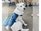Great Pyrenees DOG FOR ADOPTION RGADN-1341010 - Kayso - Great Pyrenees (medium