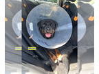 Rottweiler Mix DOG FOR ADOPTION RGADN-1341014 - LORD BRUNO - Rottweiler / Mixed