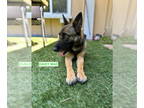 German Shepherd Dog Mix DOG FOR ADOPTION RGADN-1341015 - DAISY MAE - German