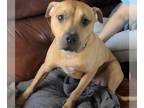 American Pit Bull Terrier DOG FOR ADOPTION RGADN-1341025 - Artie - Courtesy