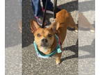 Shiba Inu Mix DOG FOR ADOPTION RGADN-1341031 - Lucy - Shiba Inu / Cattle Dog /