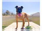 Boxer Mix DOG FOR ADOPTION RGADN-1341044 - ROSS - Boxer / Mixed (medium coat)