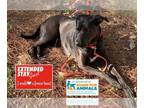 Labrador Retriever DOG FOR ADOPTION RGADN-1341045 - EMMA - Labrador Retriever