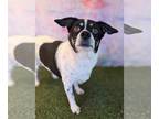 Jack Russell Terrier Mix DOG FOR ADOPTION RGADN-1341048 - Marley - Jack Russell