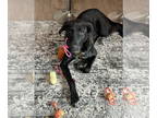 Labrador Retriever Mix DOG FOR ADOPTION RGADN-1341058 - Buddy - Labrador