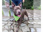 American Pit Bull Terrier Mix DOG FOR ADOPTION RGADN-1341071 - Hera - Pit Bull