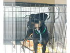 Boxer DOG FOR ADOPTION RGADN-1341092 - MIA - Boxer Dog For Adoption