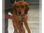 Vizsla Mix DOG FOR ADOPTION RGADN-1341097 - MARTY - Vizsla / Mixed (medium coat)