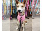 Huskies -Shiba Inu Mix DOG FOR ADOPTION RGADN-1341101 - MAY - Shiba Inu / Husky