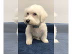 Bichon Frise DOG FOR ADOPTION RGADN-1341117 - Patrick - Bichon Frise Dog For