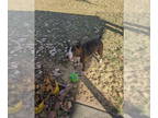 Bull Terrier DOG FOR ADOPTION RGADN-1341119 - Crixus (Courtesy) - Bull Terrier