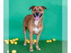 Black Mouth Cur Mix DOG FOR ADOPTION RGADN-1341123 - SCOTT - Black Mouth Cur /
