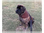Mastiff DOG FOR ADOPTION RGADN-1341127 - Mia - Fee waived - Mastiff (long coat)