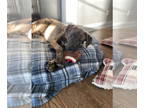 Plott Hound Mix DOG FOR ADOPTION RGADN-1341130 - Jax - Plott Hound / Hound /